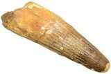 Fossil Spinosaurus Tooth - Feeding Worn Tip #214346-1